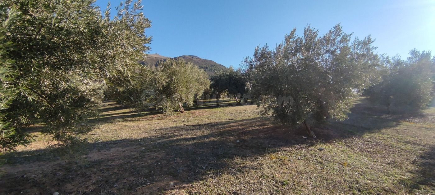 Venta finca de olivos - foto 4