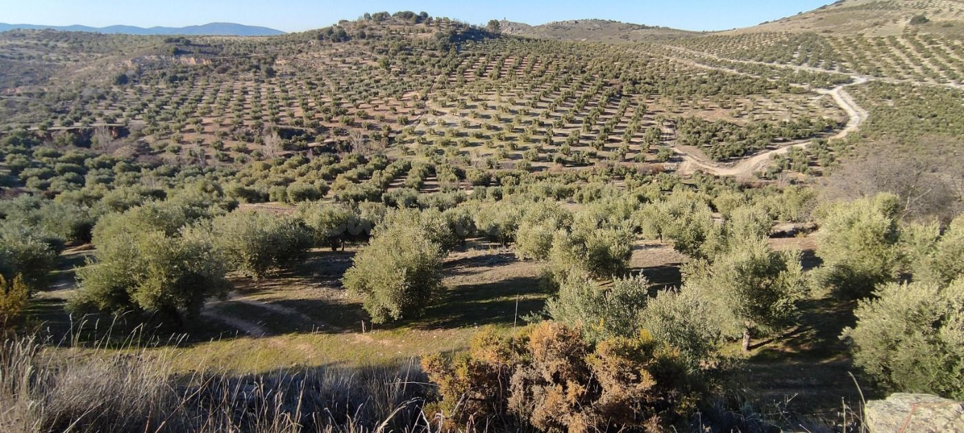 Venta finca de olivos - foto 5