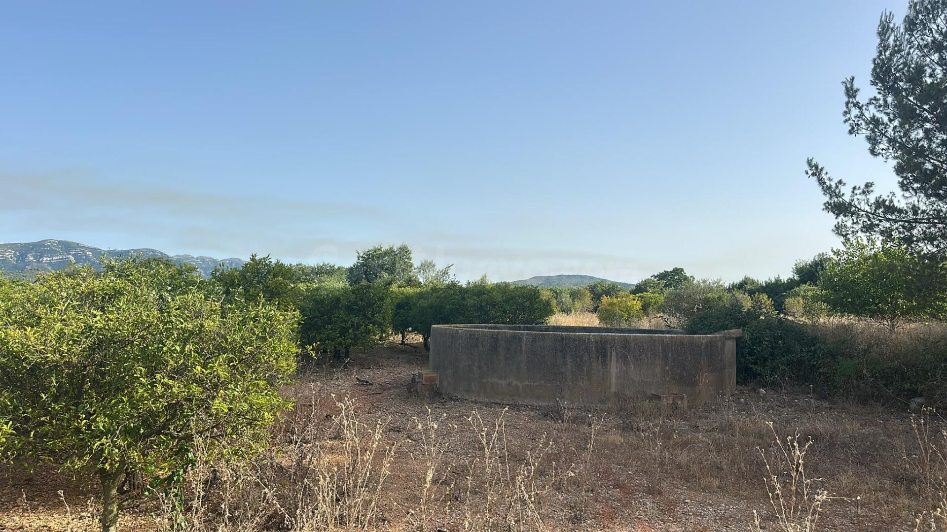Finca de regadío plantada de cítrico en Santa Bárbara - foto 2