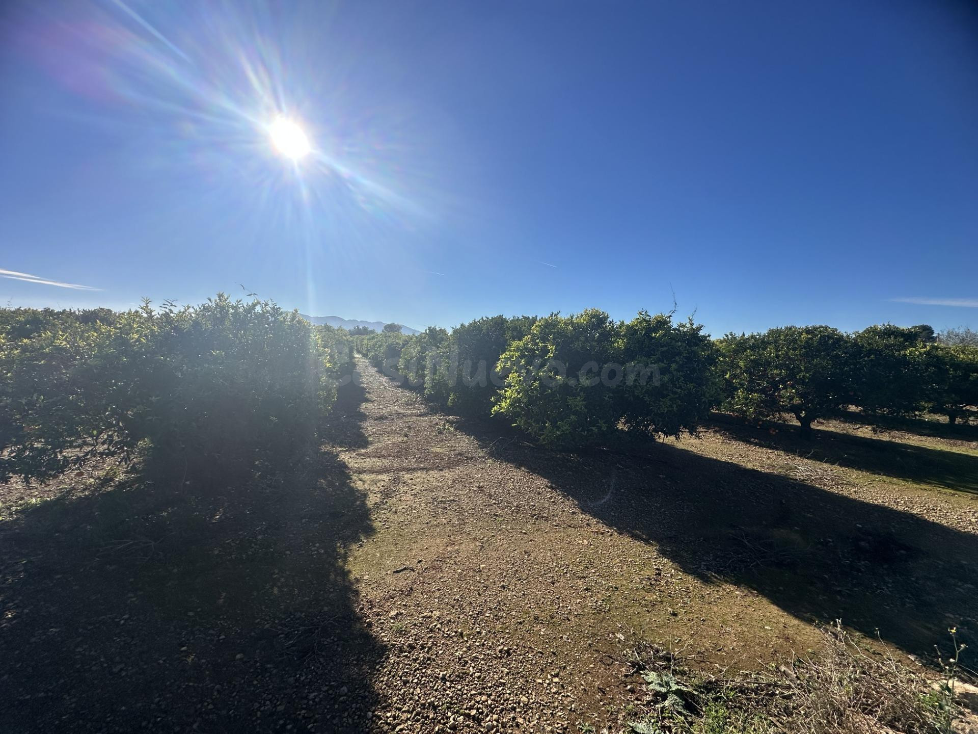 Finca de regadío plantada de cítrico en Santa Bárbara - foto 4