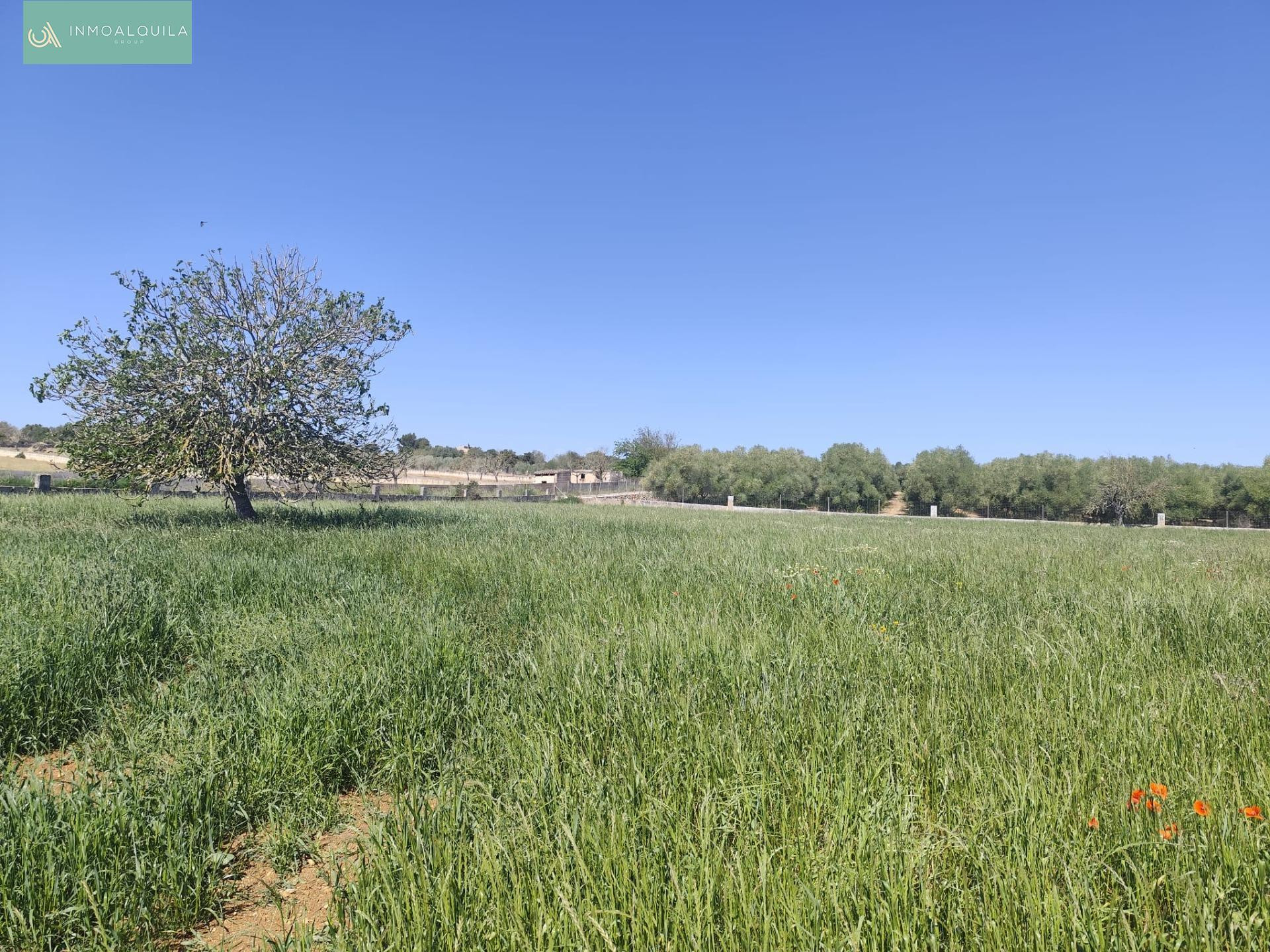 Finca en Venta Ariany - foto 3