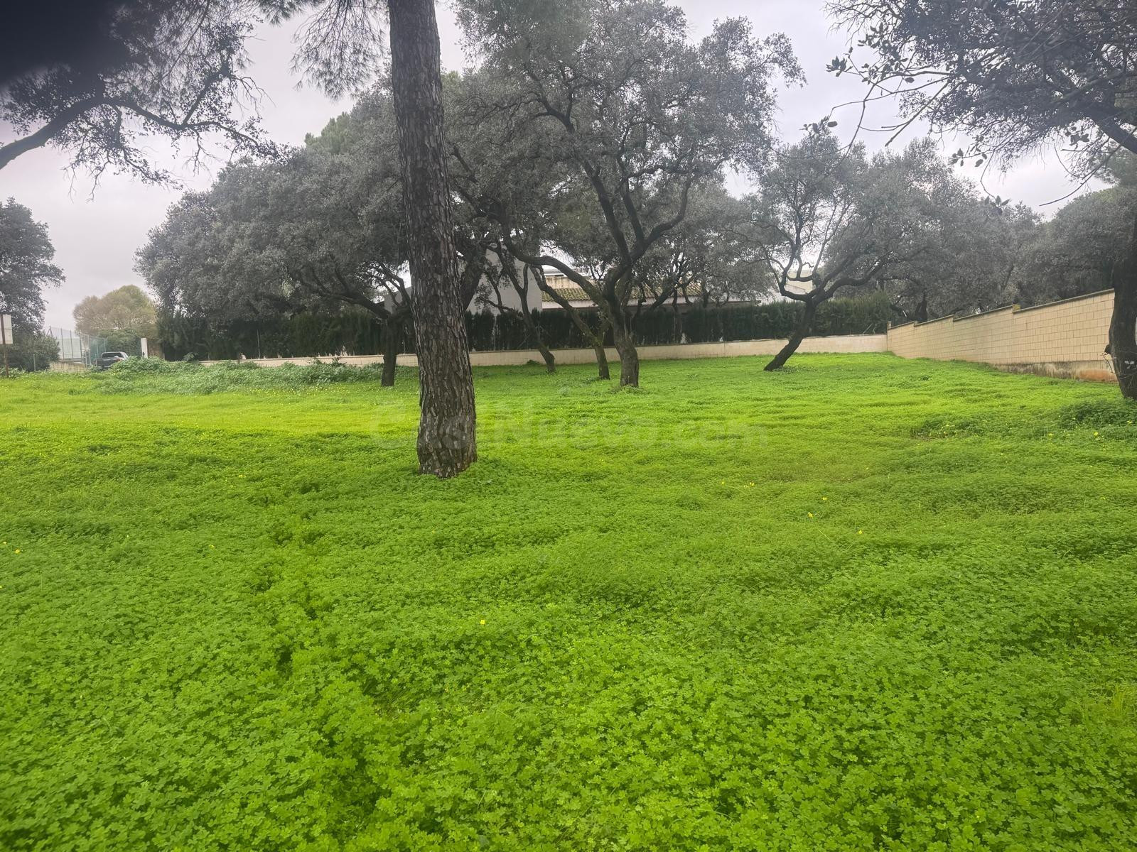 MARAVILLOSA PARCELA EN LA JULIANA - foto 4