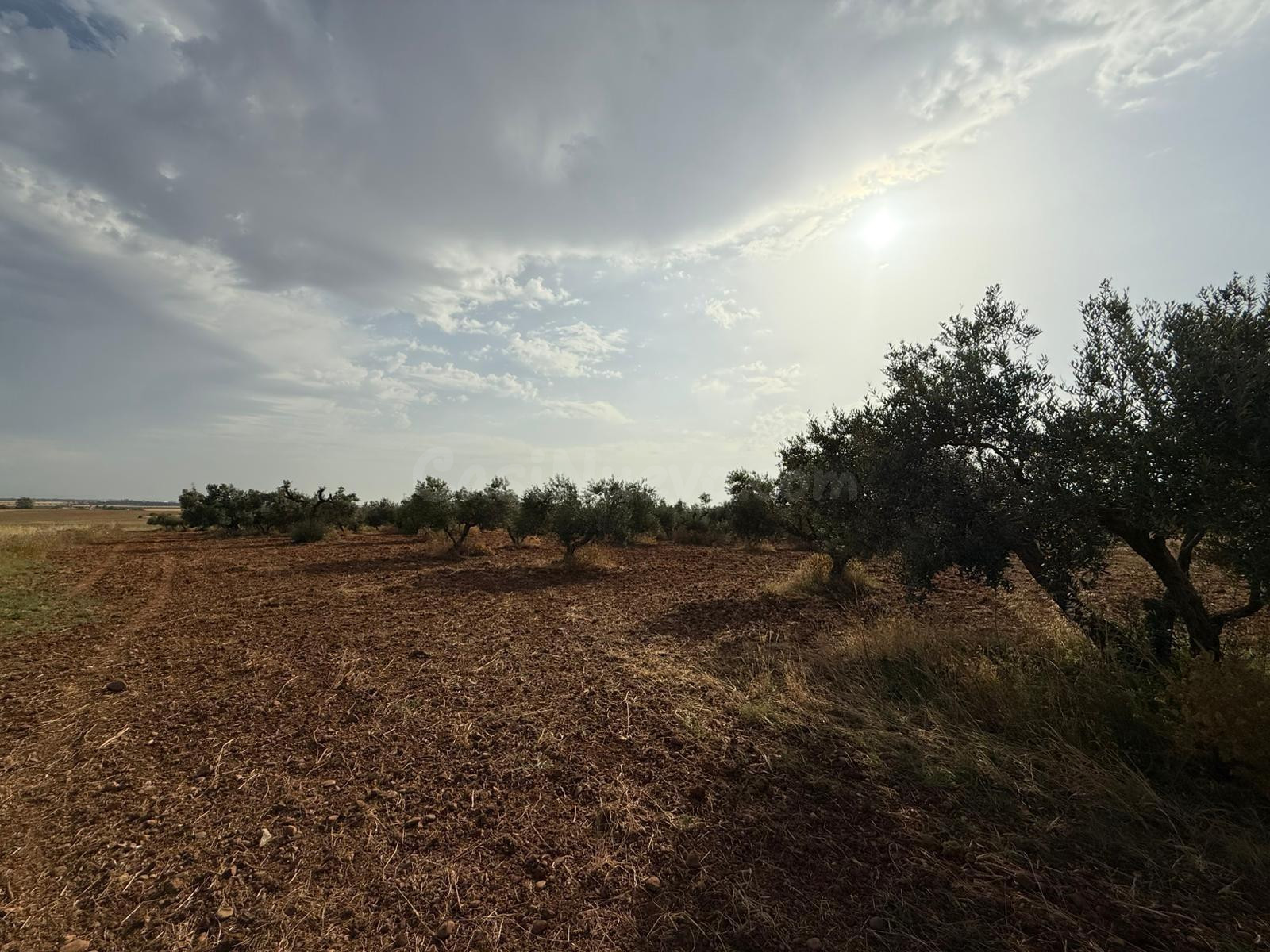 Parcela de Olivar en el término de Carmona!!