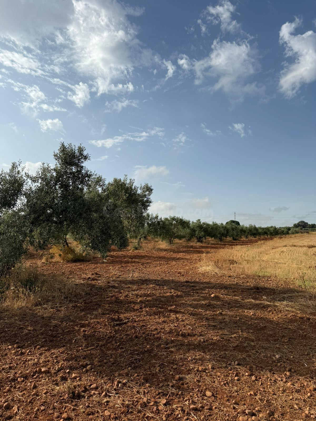 Parcela de Olivar en el término de Carmona!! - foto 3