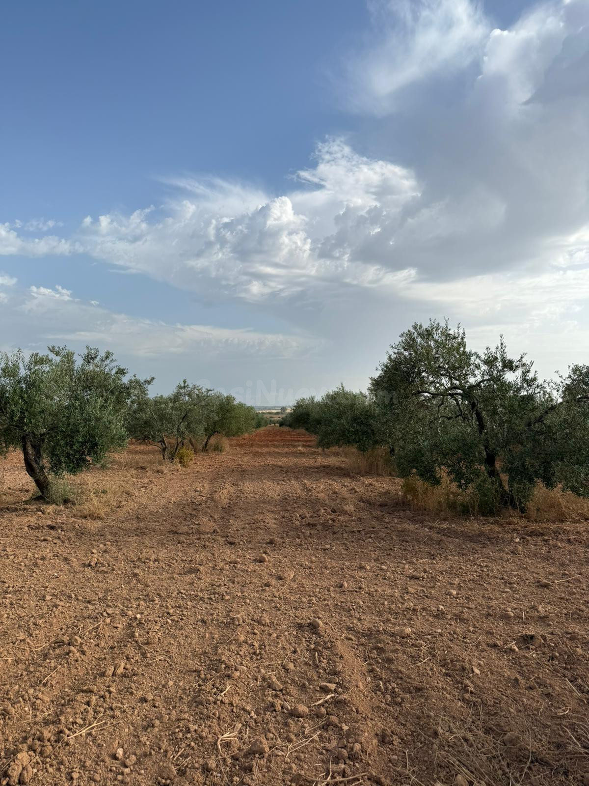 Parcela de Olivar en el término de Carmona!! - foto 4