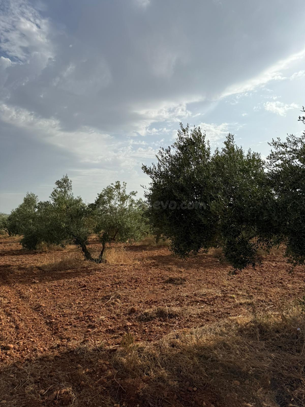 Parcela de Olivar en el término de Carmona!! - foto 5