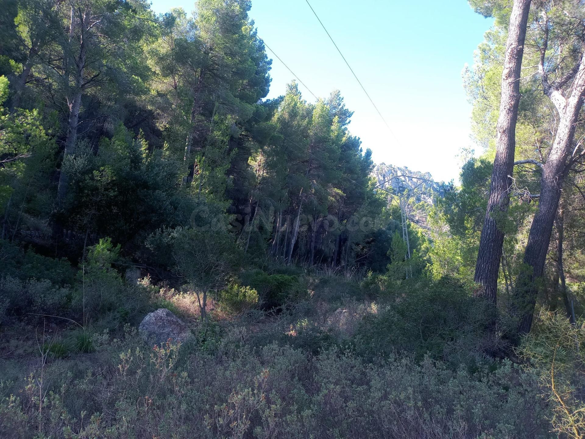 Parcela rústica en Son Fortuny – Estellencs, en plena Serra  - foto 2