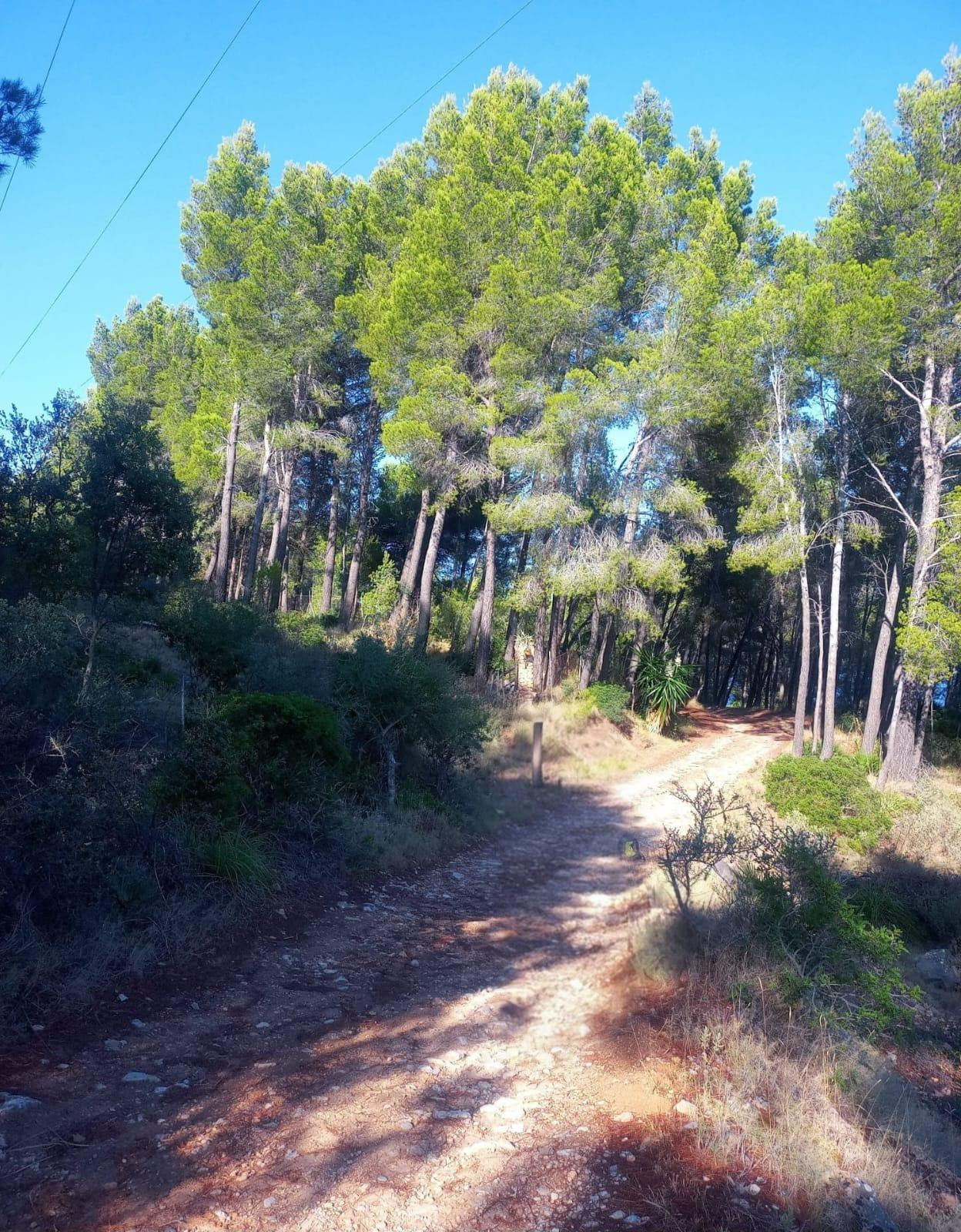 Parcela rústica en Son Fortuny – Estellencs, en plena Serra  - foto 3