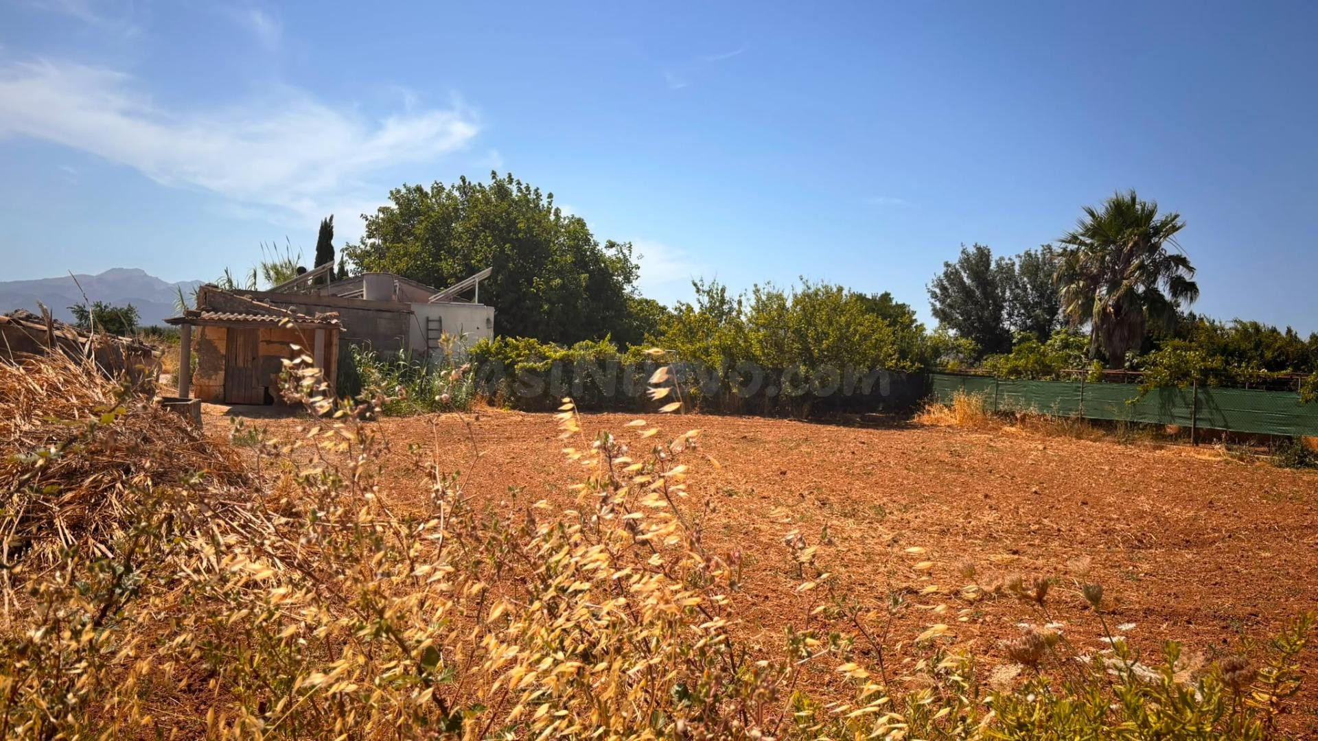 Parcela rústica en Son Serra (Muro) con pozo propio