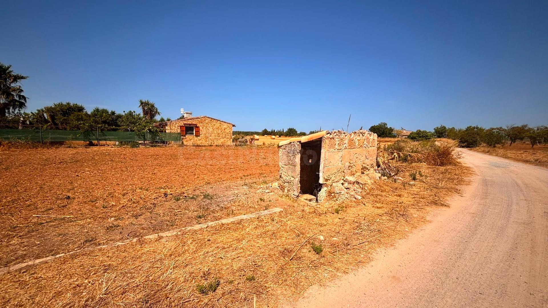 Parcela rústica en Son Serra (Muro) con pozo propio - foto 4