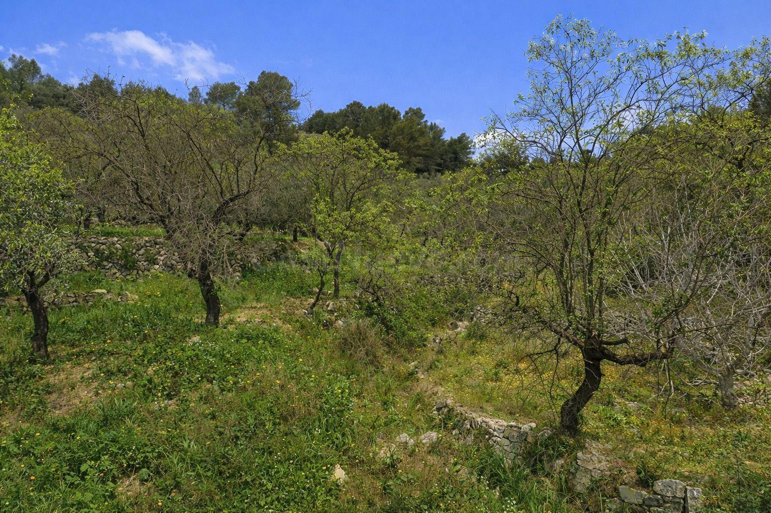 Venta de 3 parcelas rústicas en Castell de Castells - foto 4