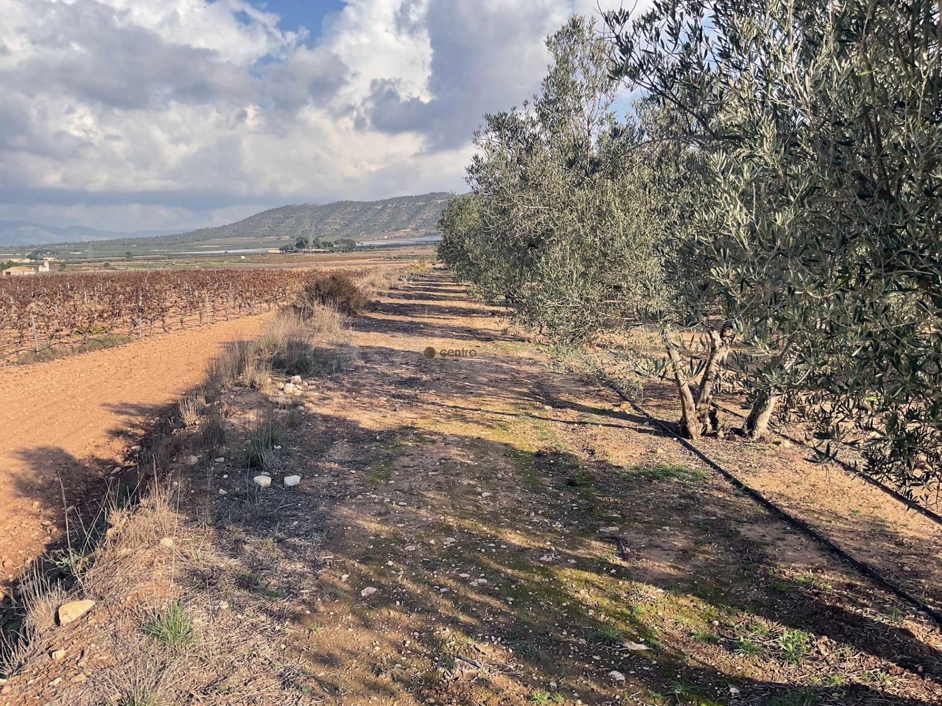 Terrenos urbanizables en venta en Salinas - foto 4