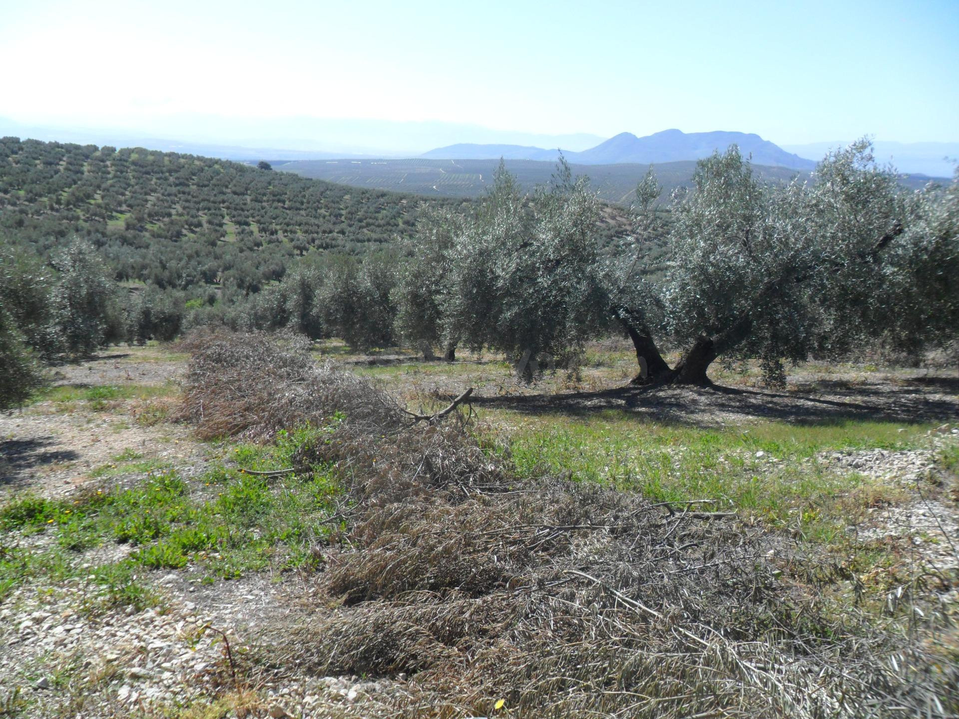 MAGNÍFICA FINCA DE OLIVOS MARTEÑO CON TOMA DE LUZ