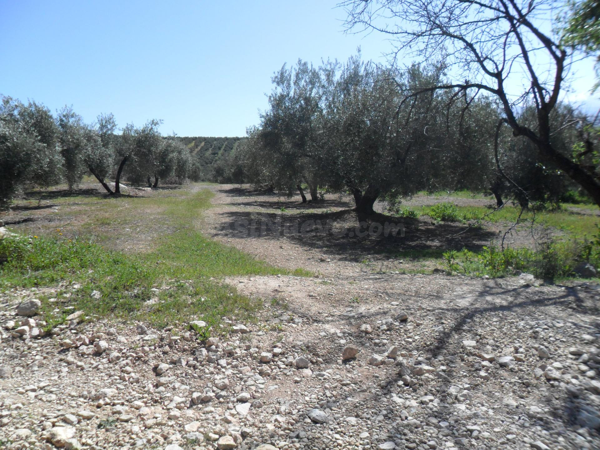 MAGNÍFICA FINCA DE OLIVOS MARTEÑO CON TOMA DE LUZ - foto 3