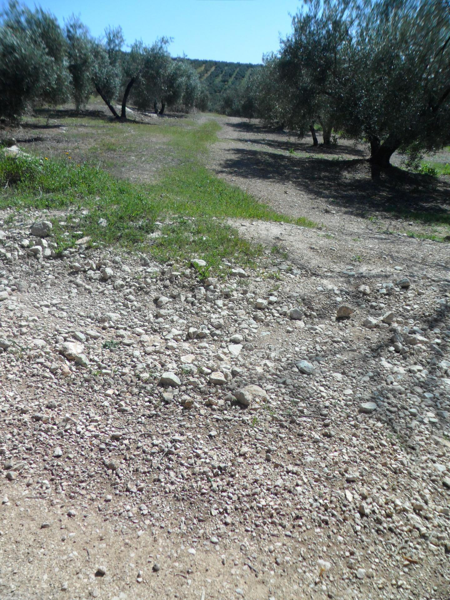 MAGNÍFICA FINCA DE OLIVOS MARTEÑO CON TOMA DE LUZ - foto 4