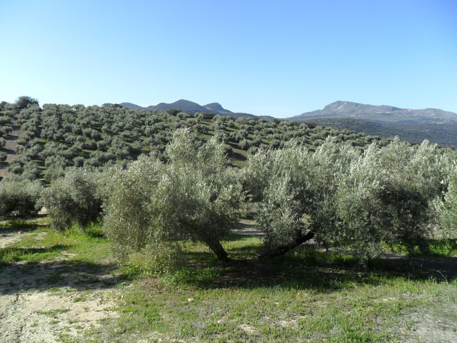 MAGNÍFICA FINCA DE OLIVOS MARTEÑO EN ILLORA CON POZO DE AGUA