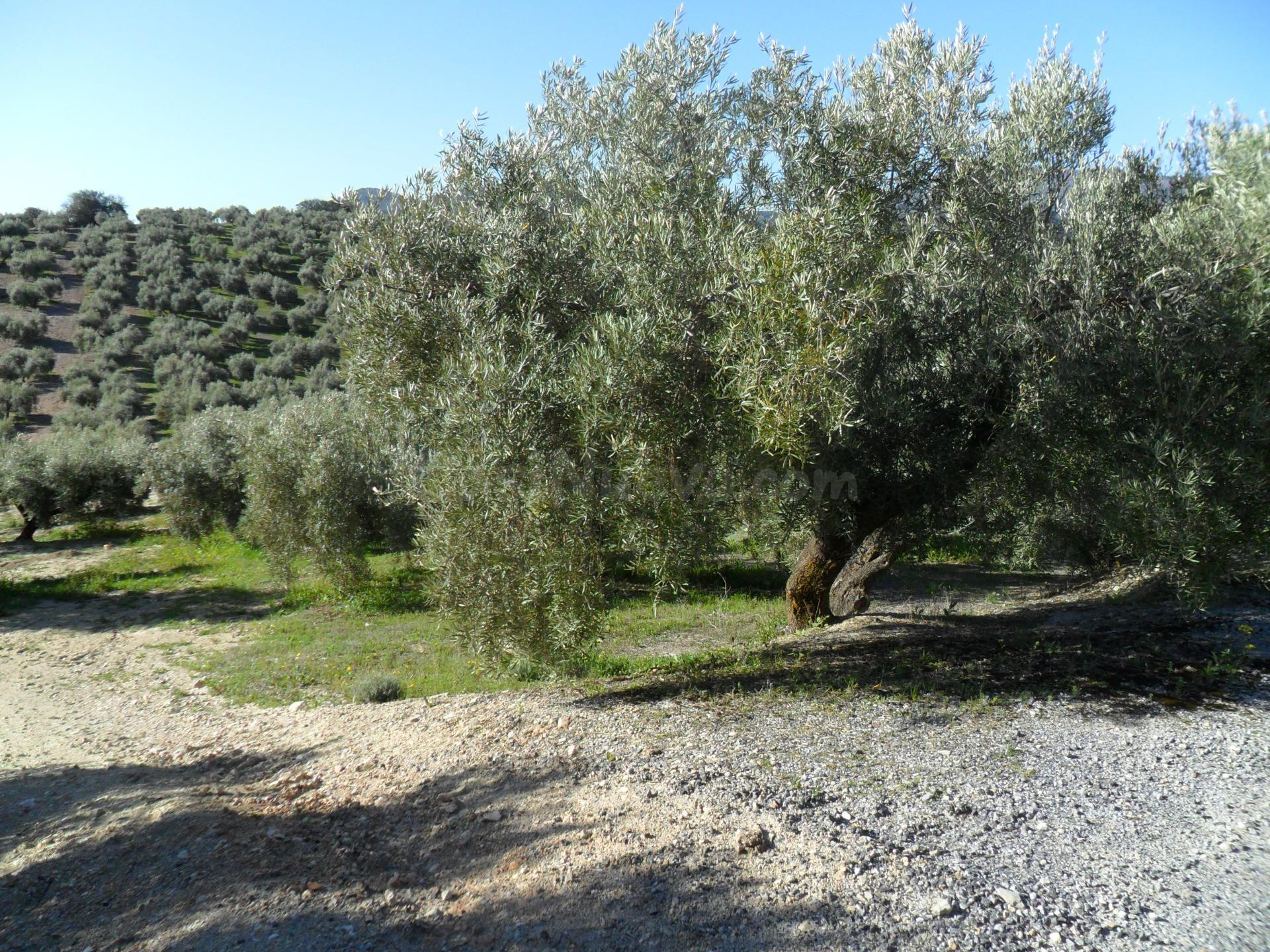 MAGNÍFICA FINCA DE OLIVOS MARTEÑO EN ILLORA CON POZO DE AGUA - foto 2