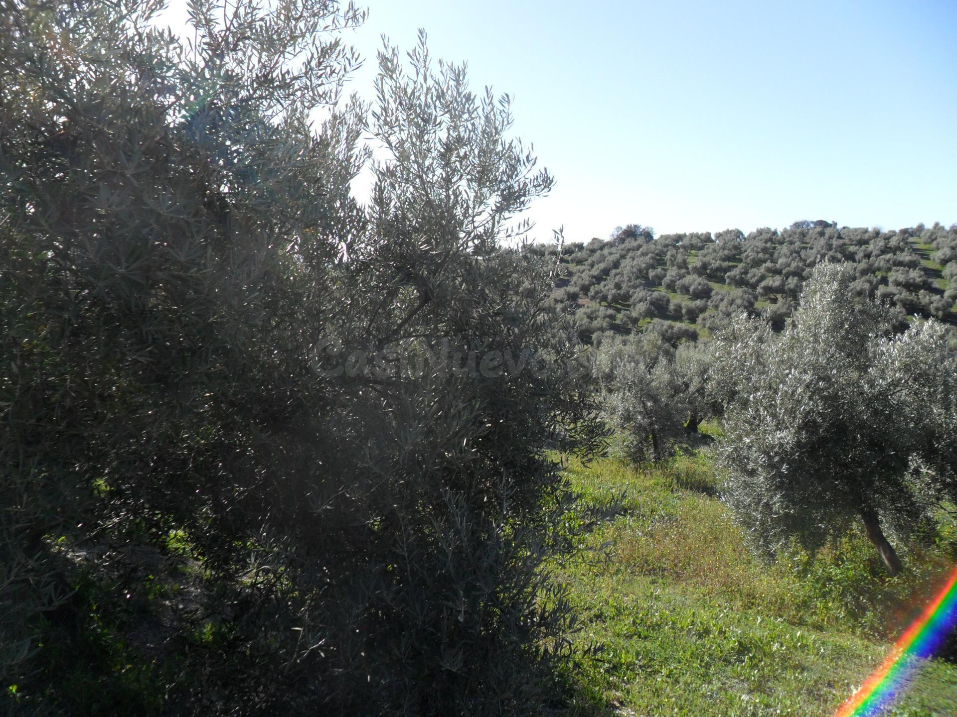 MAGNÍFICA FINCA DE OLIVOS MARTEÑO EN ILLORA CON POZO DE AGUA - foto 3