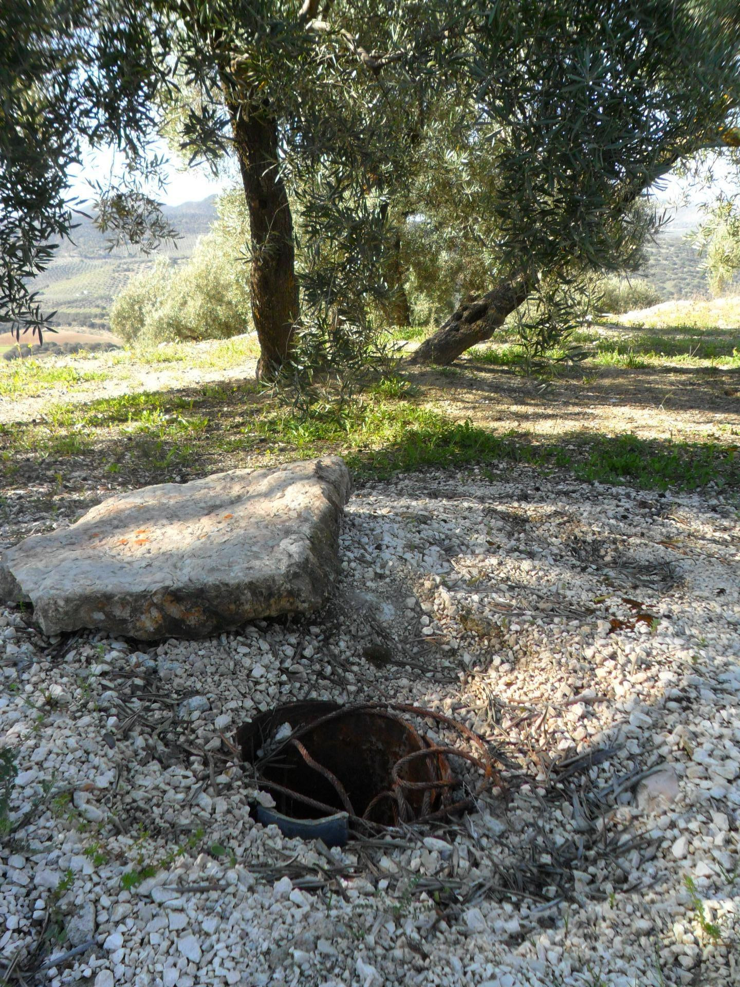 MAGNÍFICA FINCA DE OLIVOS MARTEÑO EN ILLORA CON POZO DE AGUA - foto 4