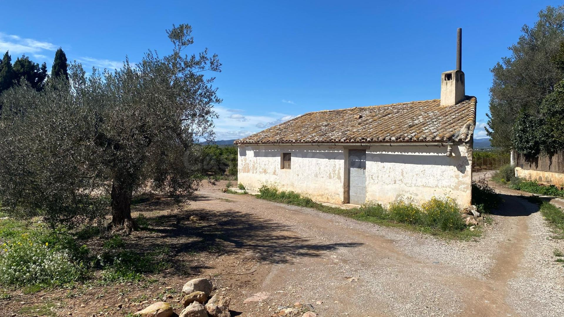 Campo de mandarinos de la variedad "clemenules" en su mayor 