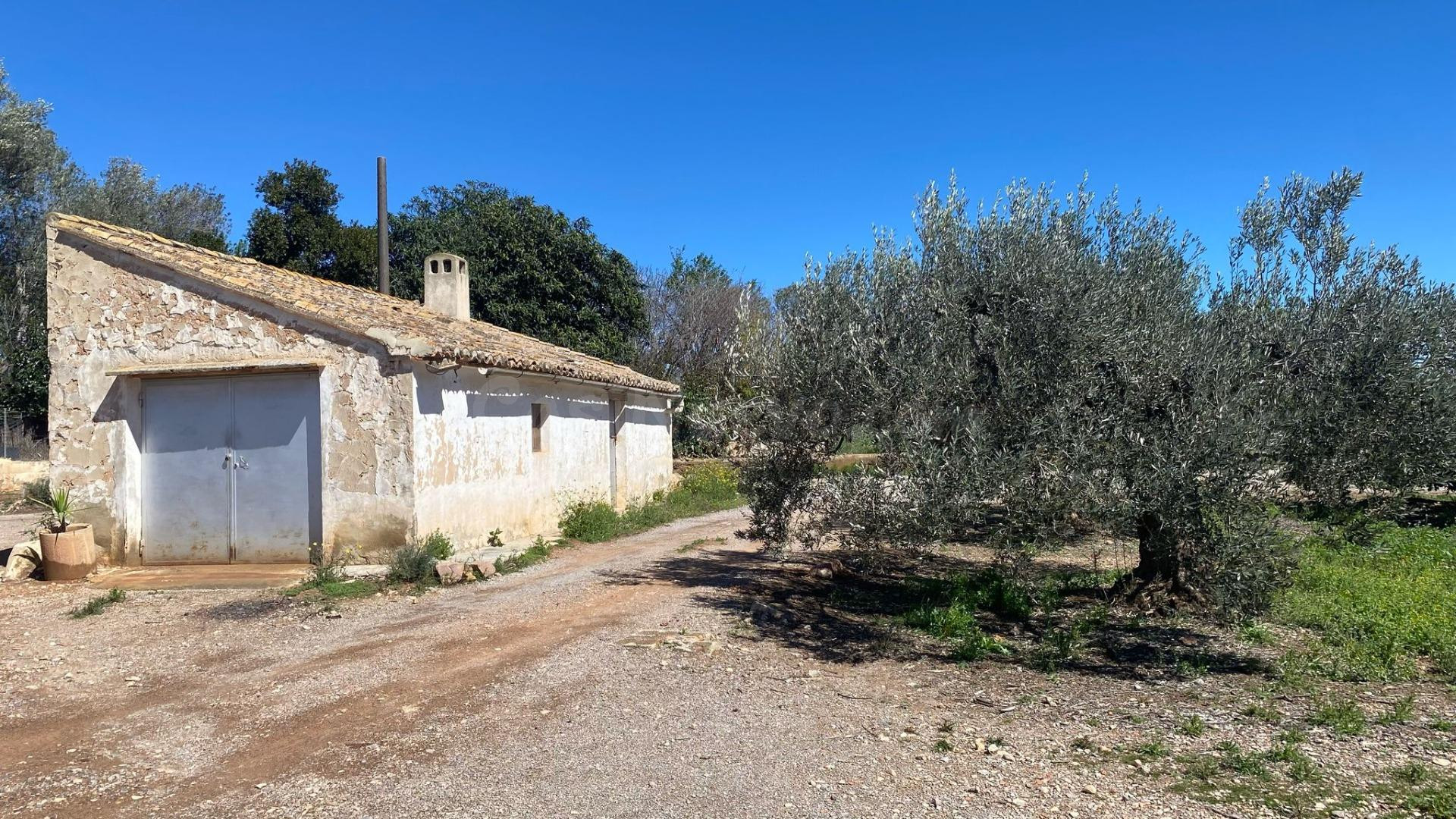 Campo de mandarinos de la variedad "clemenules" en su mayor  - foto 2