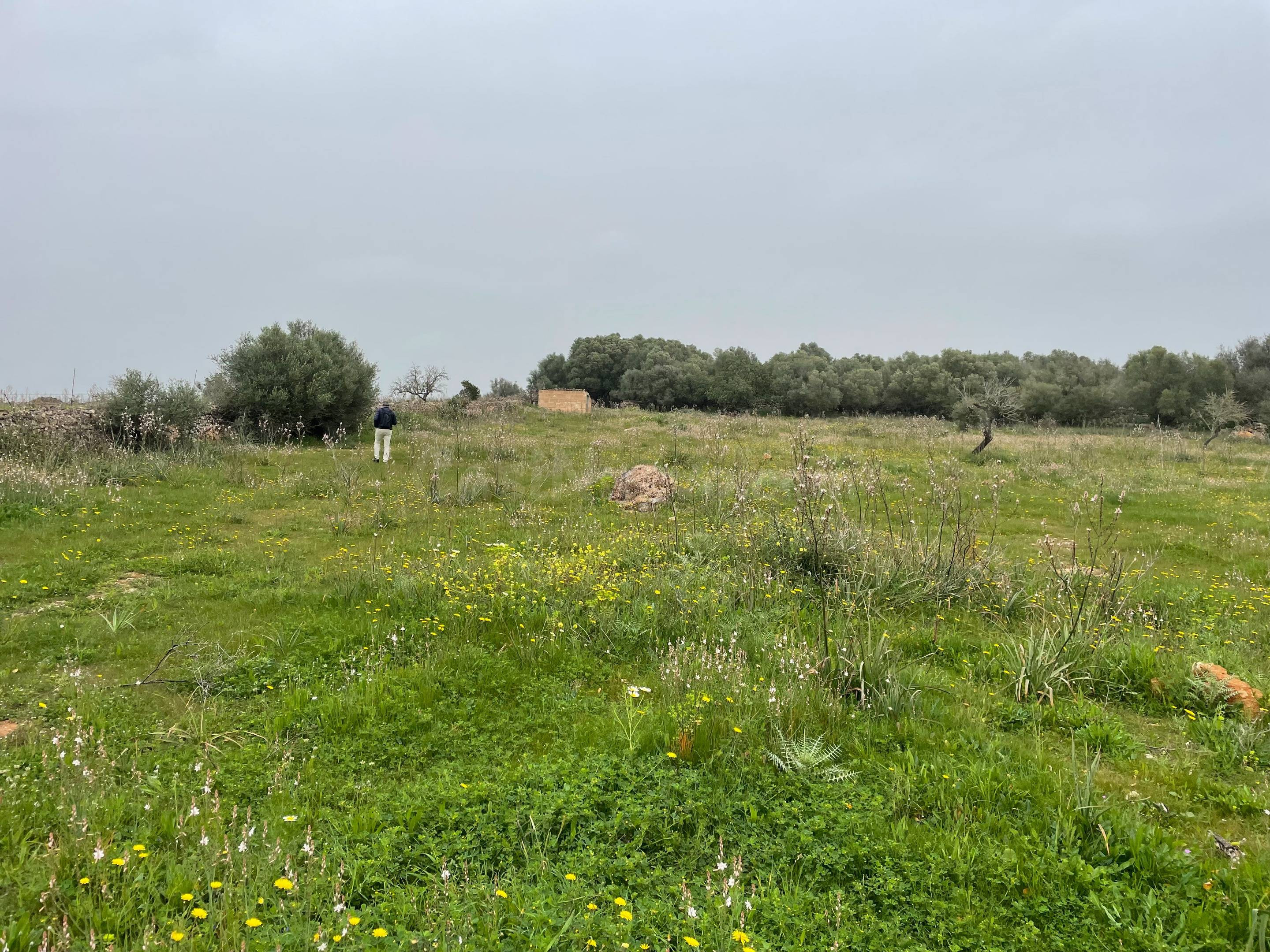 Finca rústica de 25.574 m2 con proyecto de vivienda y piscin