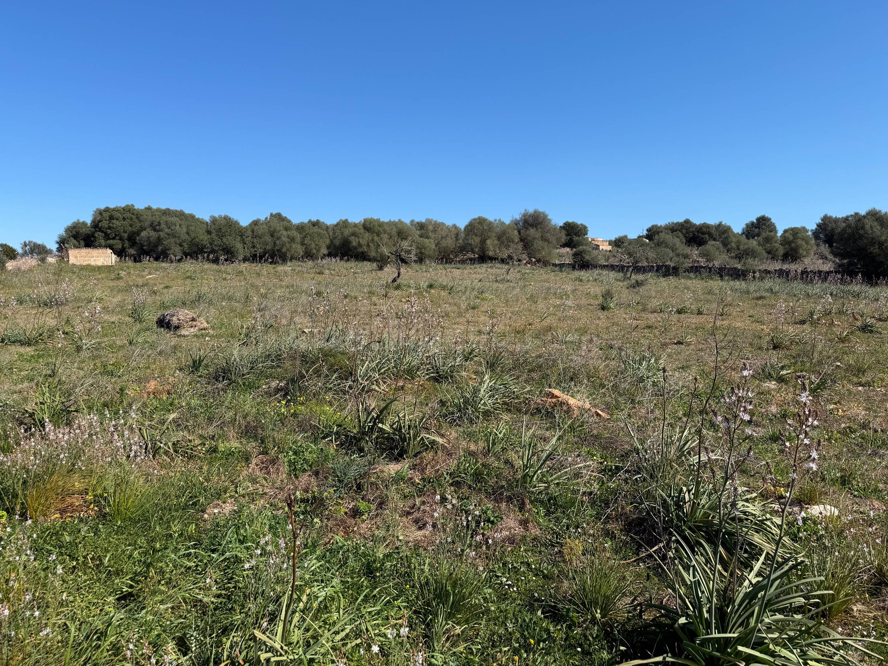 Finca rústica de 25.574 m2 con proyecto de vivienda y piscin - foto 2