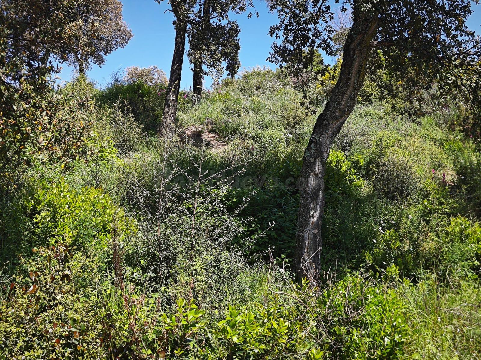 TERRENO URBANO EN VENDA EN RIUDARENES - foto 3