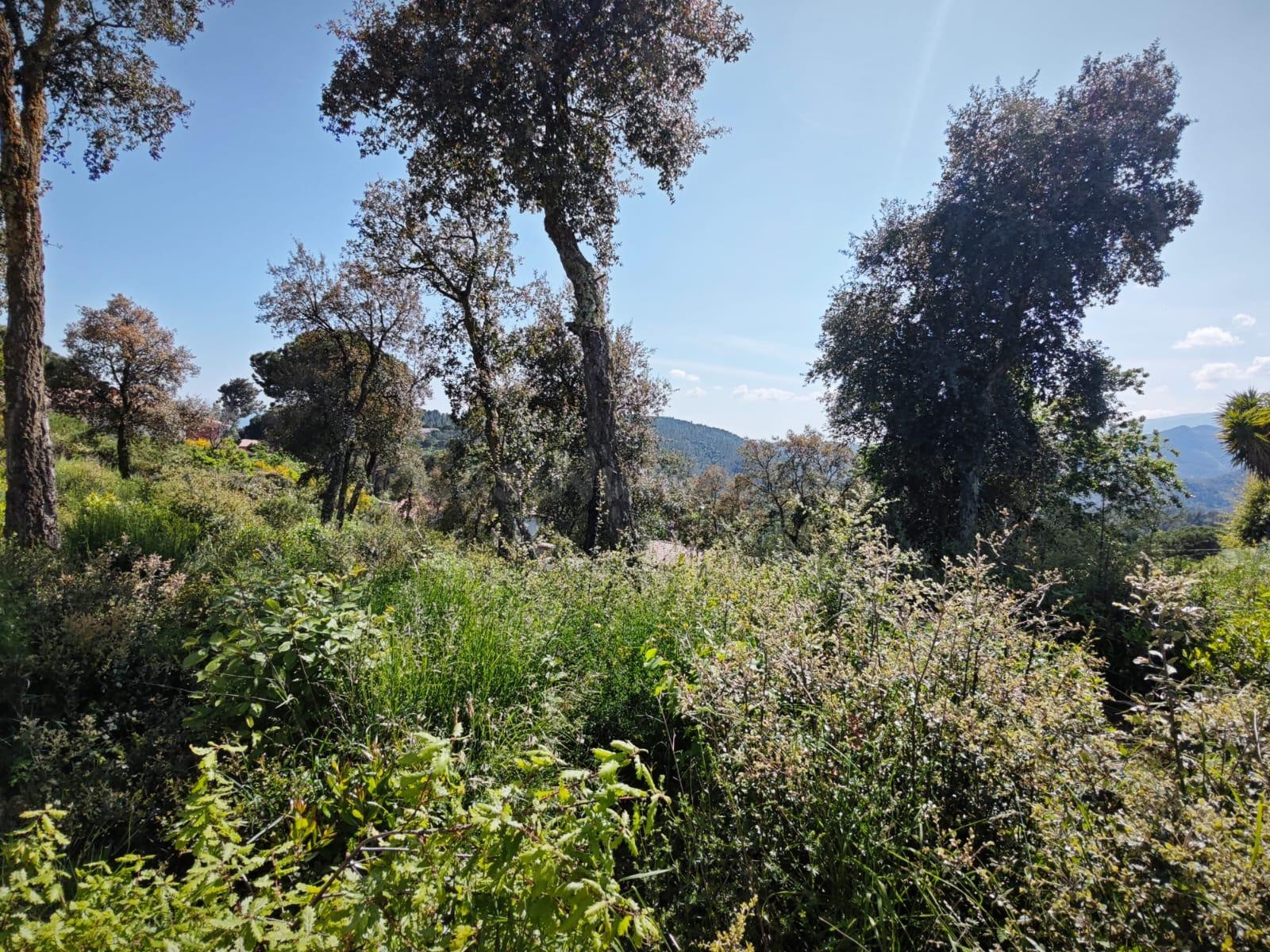 TERRENO URBANO EN VENDA EN RIUDARENES - foto 4