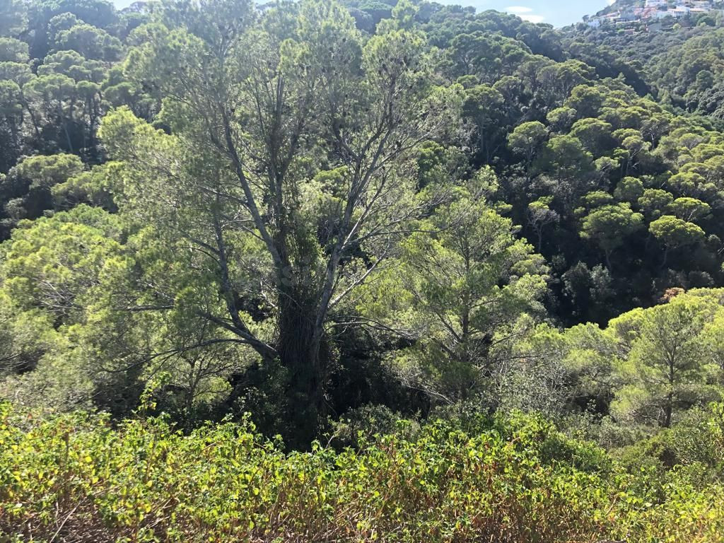 Parcelas urbanas en Mas Prats de Begur - foto 4