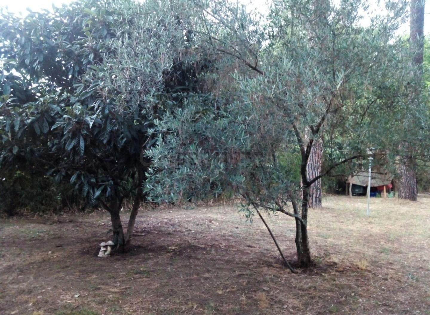 Parcela totalmente plana - foto 4