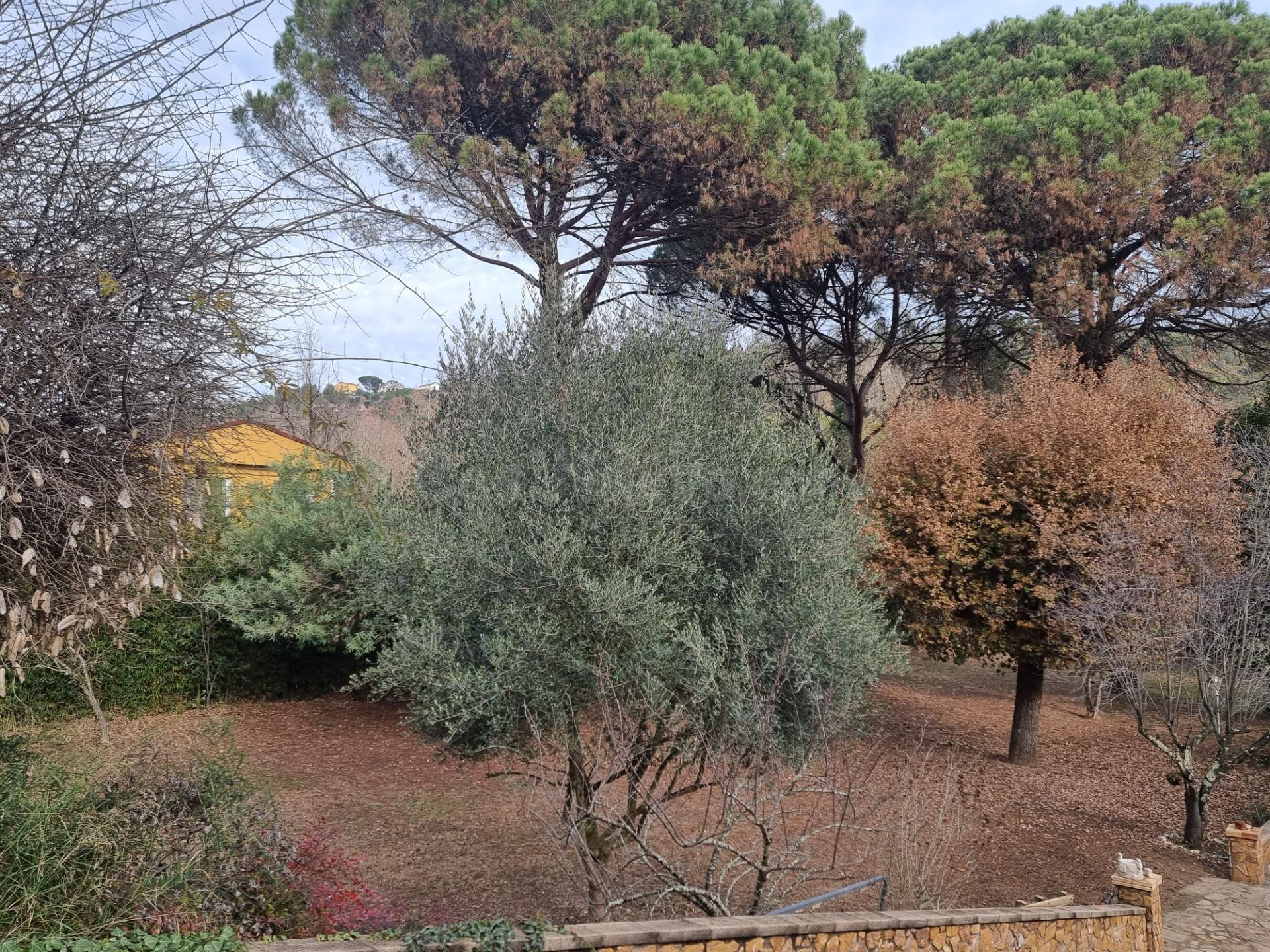 Parcela totalmente plana - foto 5