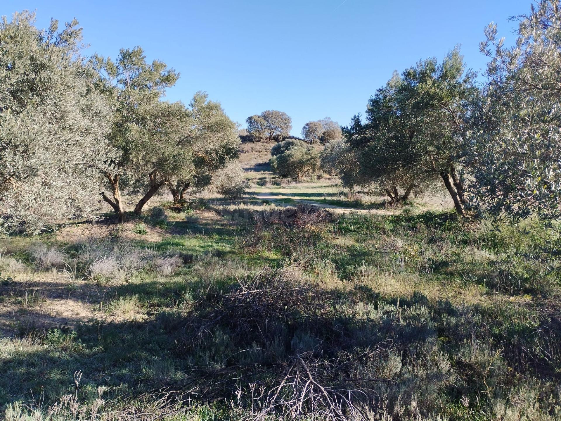 Finca rústica de 2.6 Hectareas en Barbastro - foto 2