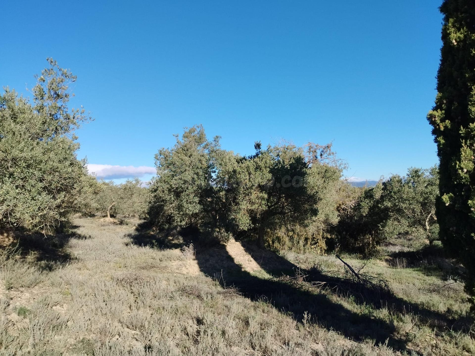 Finca rústica de 2.6 Hectareas en Barbastro - foto 3