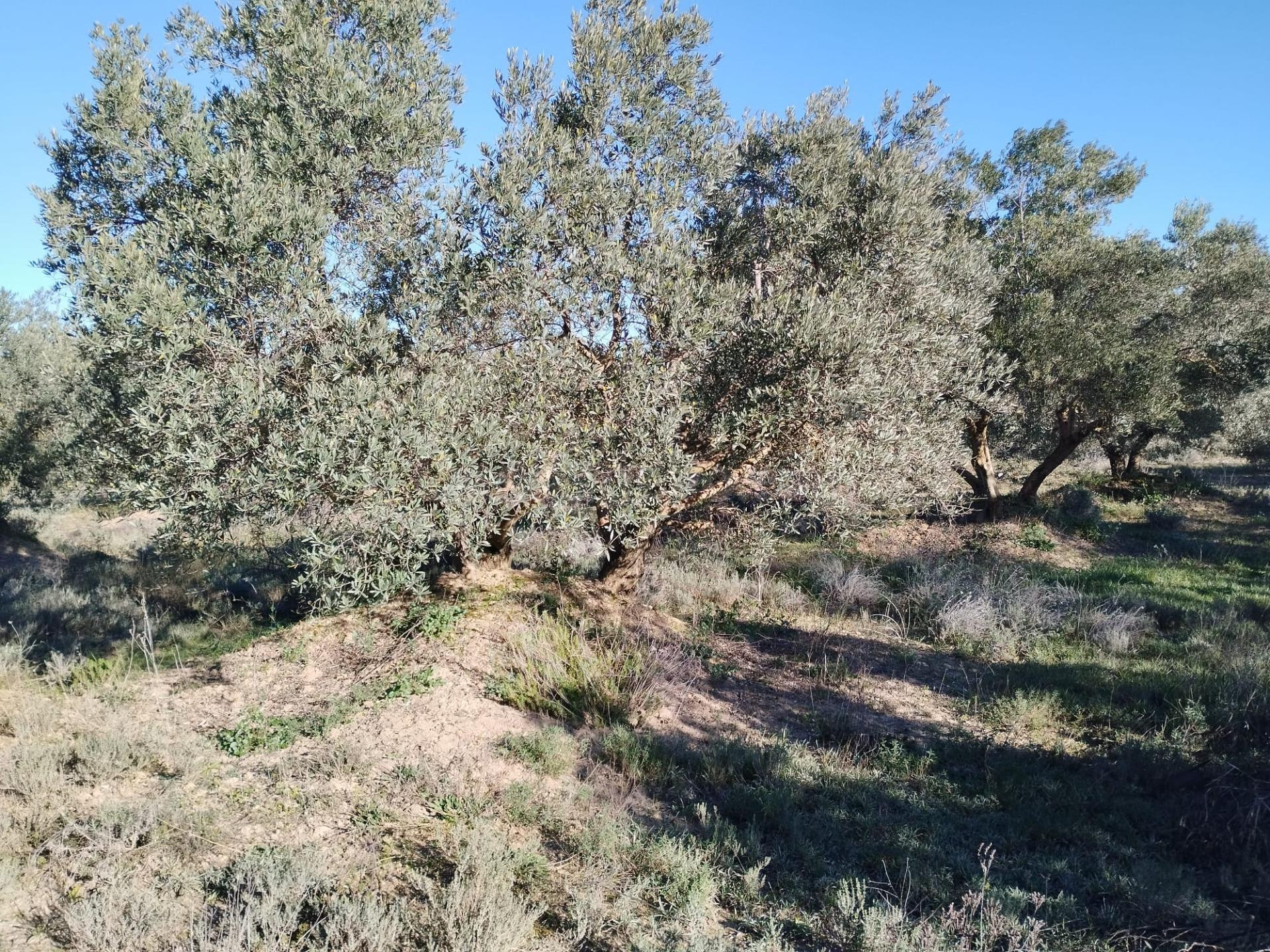 Finca rústica de 2.6 Hectareas en Barbastro - foto 4