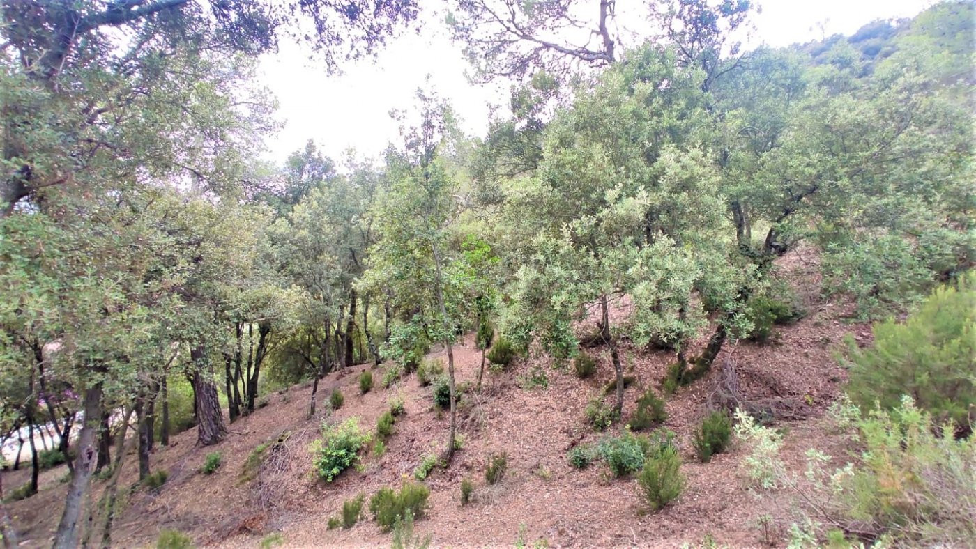 Terreno de 2.299m2 en venta en les Pedritxes, Matadepera - foto 2