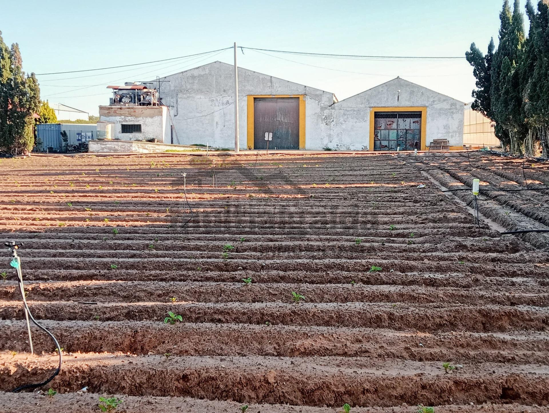 FINCA RÚSTICA EN CTRA CHIPIONA
