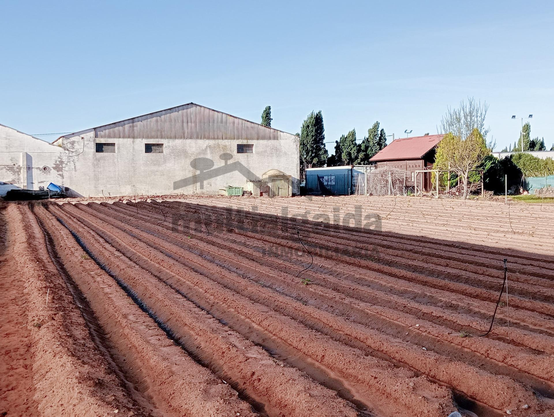 FINCA RÚSTICA EN CTRA CHIPIONA - foto 3