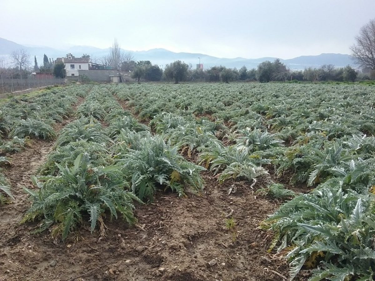 OportUnidad Finca Rústica Pago del Zaidín!!! - foto 4