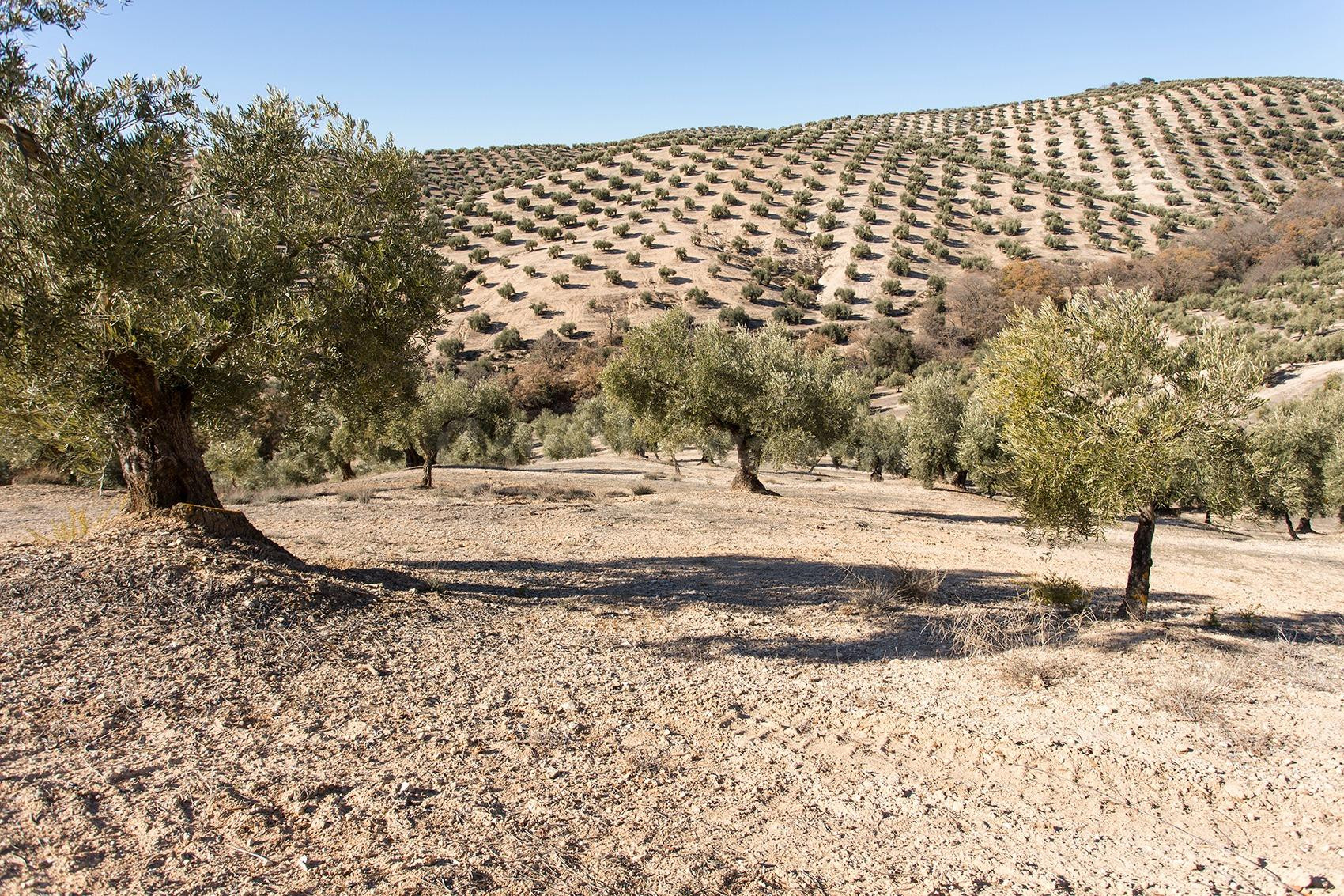 Campotejar. Se vende finca de olivos con una superficie de m