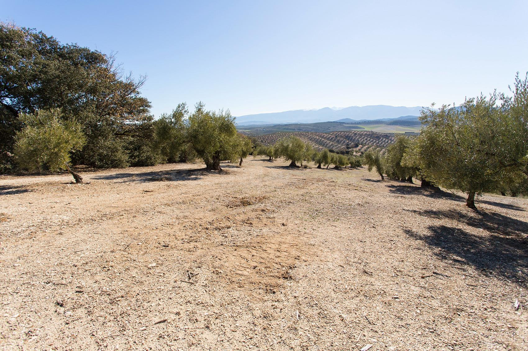Campotejar. Se vende finca de olivos con una superficie de m - foto 2