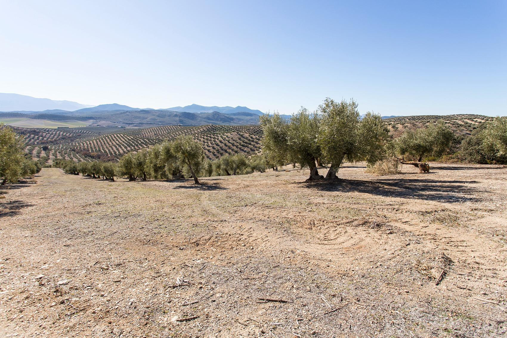 Campotejar. Se vende finca de olivos con una superficie de m - foto 3