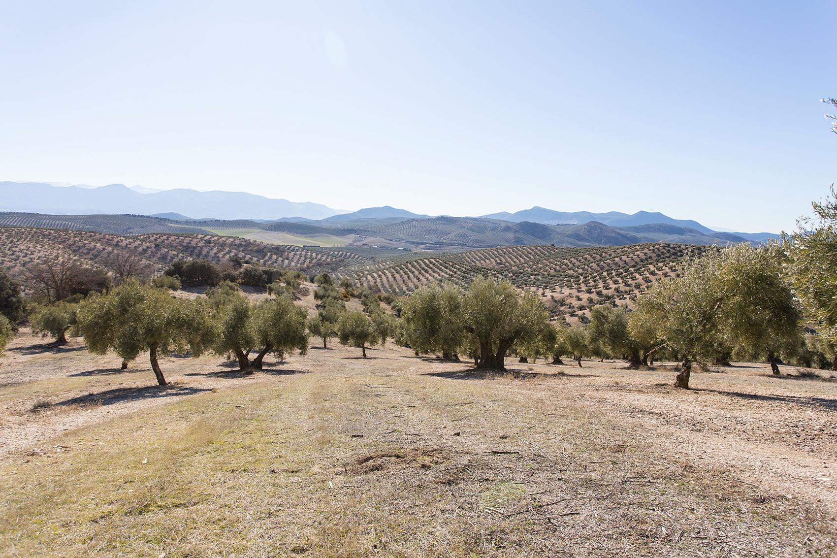 Campotejar. Se vende finca de olivos con una superficie de m - foto 4