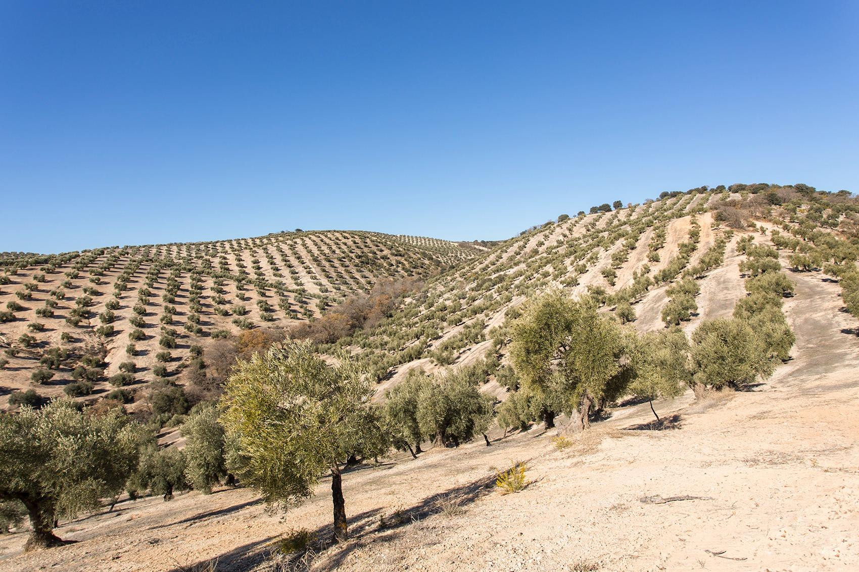 Campotejar. Se vende finca de olivos con una superficie de m - foto 5
