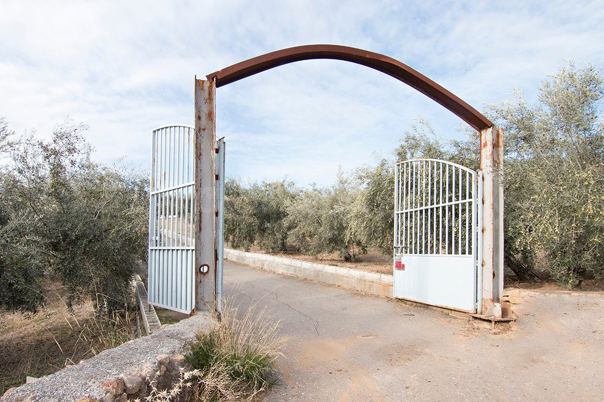 Magnifica finca 46 Hectáreas de la cual plantada de olivos, 
