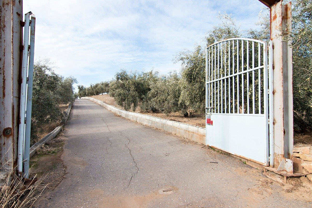 Magnifica finca 46 Hectáreas de la cual plantada de olivos,  - foto 2