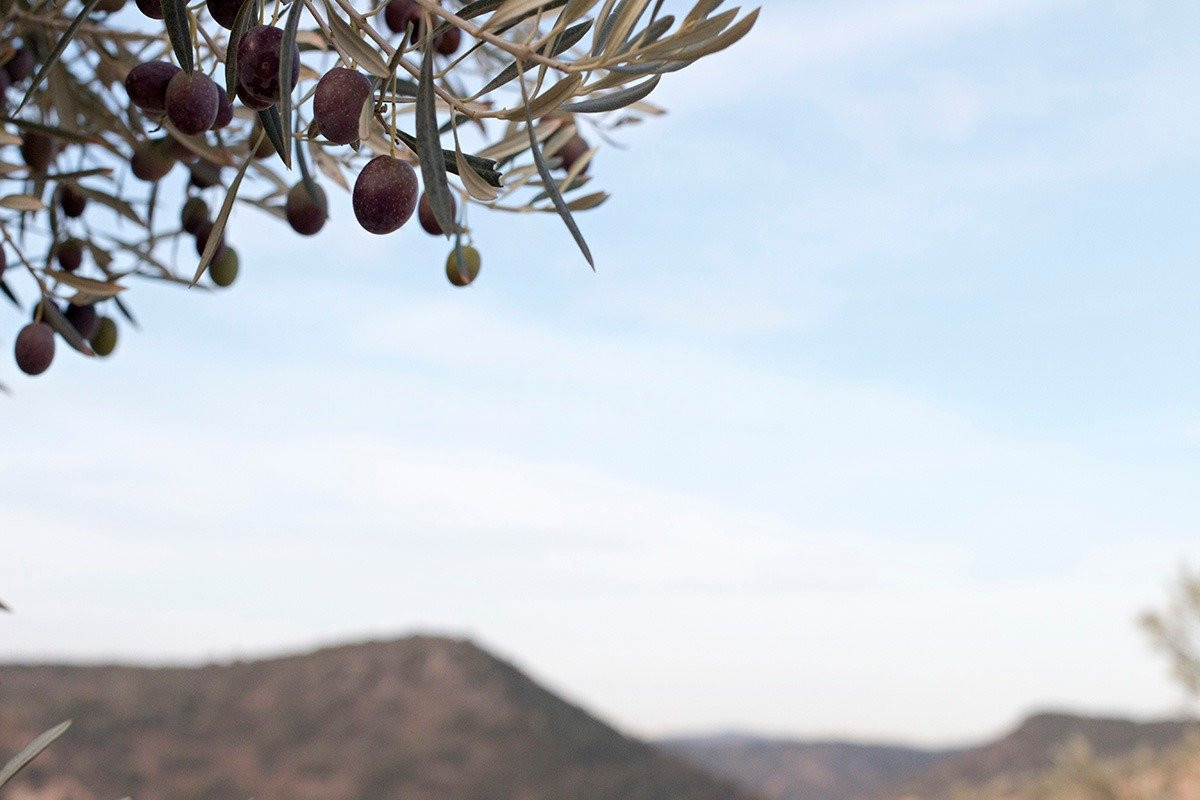 Magnifica finca 46 Hectáreas de la cual plantada de olivos,  - foto 3