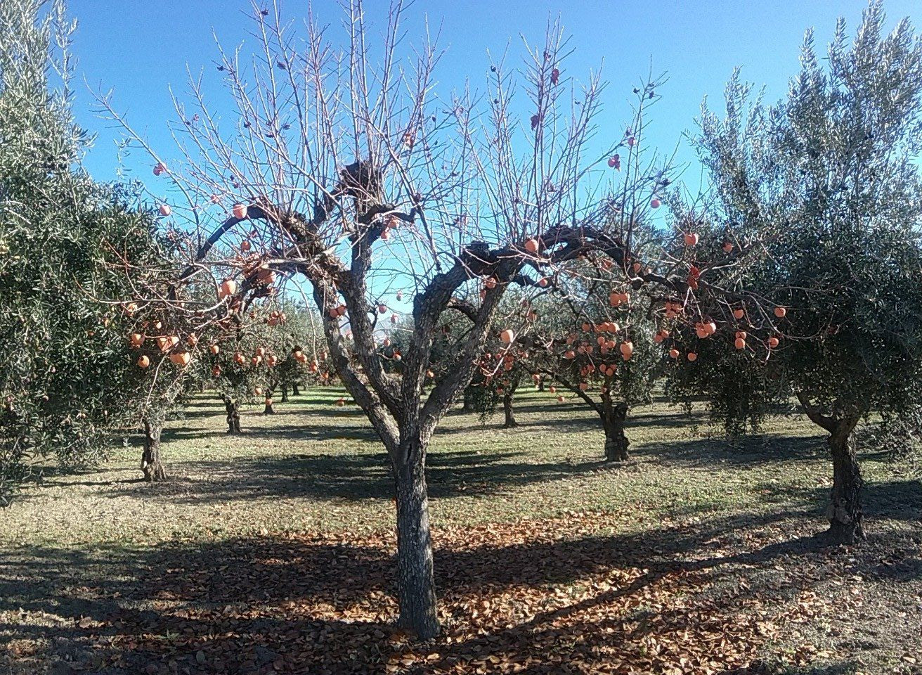 OLIVAR EN LA ZUBIA DE 3.597 M2