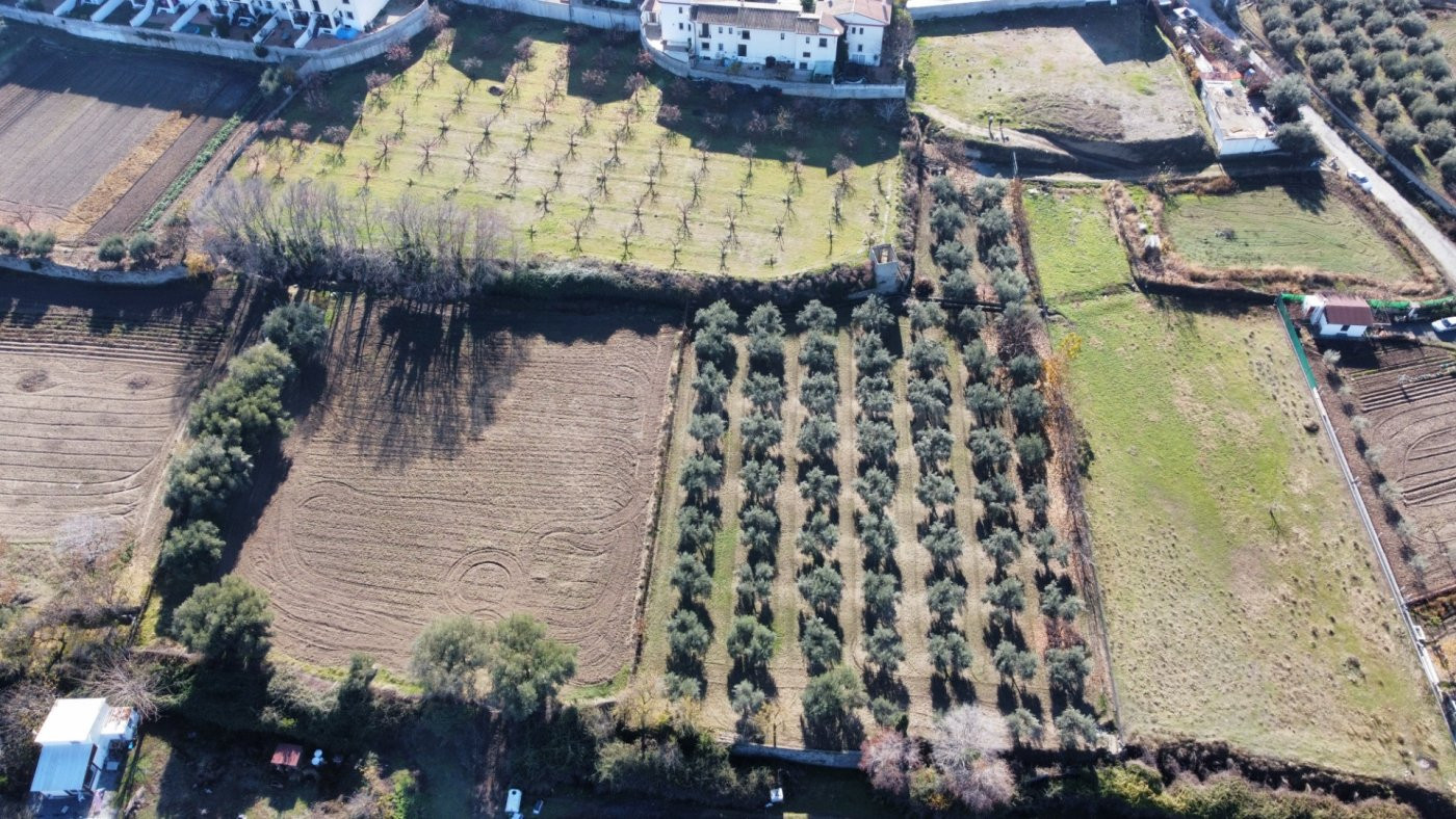 OLIVAR EN LA ZUBIA DE 3.597 M2 - foto 2