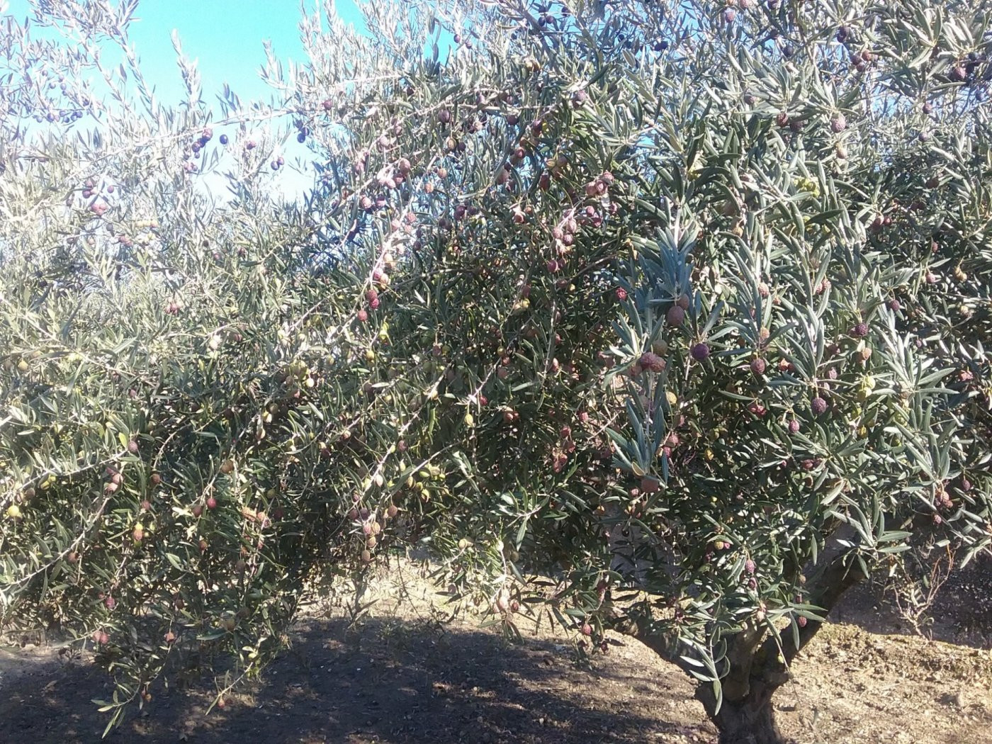 OLIVAR EN LA ZUBIA DE 3.597 M2 - foto 3